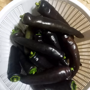 強力！黒の力！ 黒ピーマン＊黒シシトウで元気一杯！～農薬/化学肥料　　　　　　　