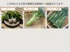 【お試し価格!!】新鮮朝どれ春野菜３品目!!鮮度も味も抜群!!60サイズいっぱい