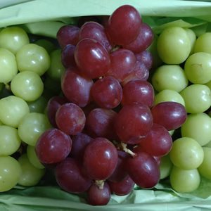 【秋のブドウ】シャインマスカット2房+甲斐路1房入り　山梨南アルプス市より