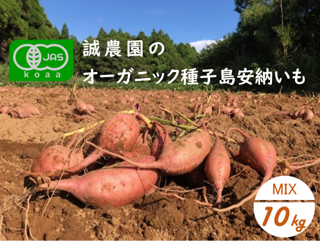 オーガニック種子島安納いも10kg｜ MIXサイズ（有機認証