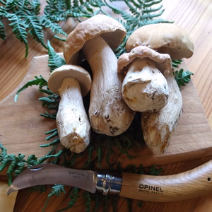 ◆早い者勝ち◆ニセコ産天然生ポルチーニ茸