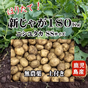 新じゃがいも(ニシユタカ)　無農薬　掘りたて180kg SSサイズ　土付き