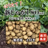 新じゃがいも(ニシユタカ)　無農薬　掘りたて180kg SSサイズ　土付き