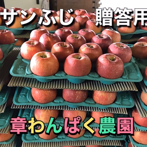 特選サンふじ　３キロから　大～小玉　長野県産　減農薬　化学肥料不使用　贈答用