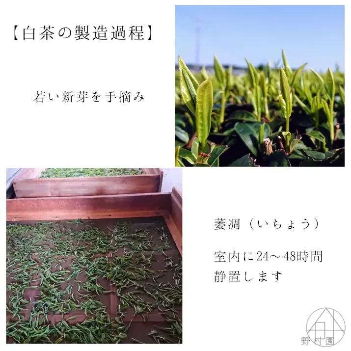 【数量限定】“2種の蔵出し さやま白茶” 2022年 手摘み 