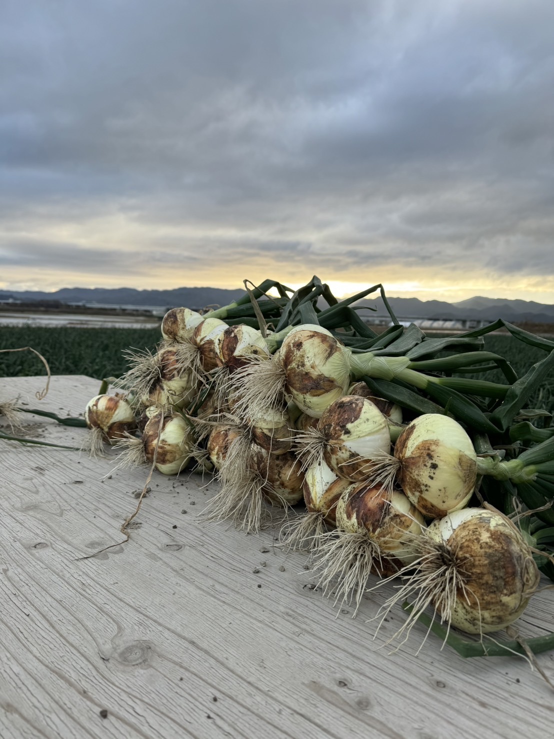 今だけ特価品‼️訳訳あり新玉ねぎ‼️シャーロットオニオン 今が旬の新玉ねぎ❗️ 訳訳あり新玉ねぎ約8kg