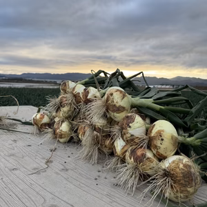今だけ特価品‼️訳訳あり新玉ねぎ‼️シャーロットオニオン　今が旬の新玉ねぎ❗️