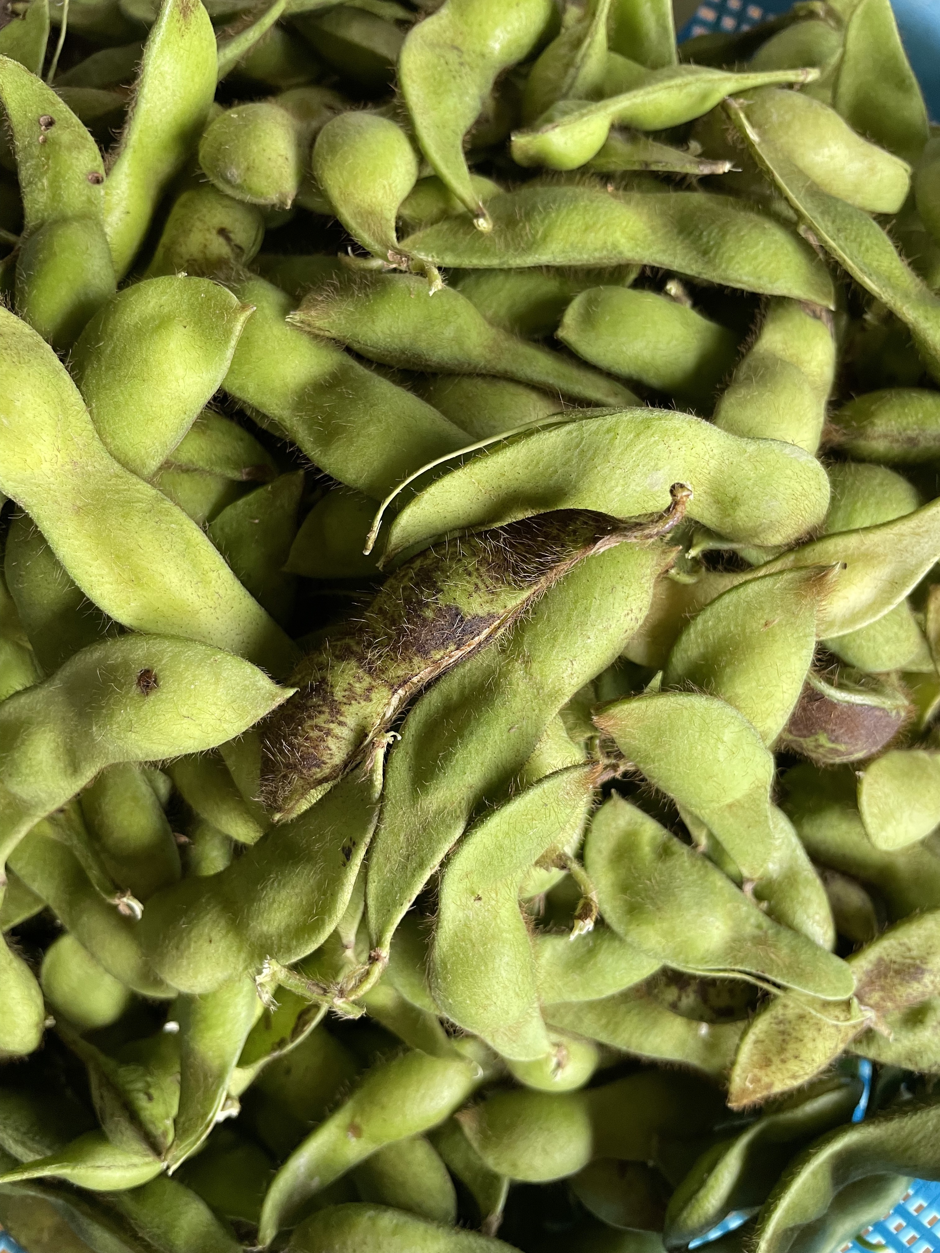 数量限定わけありB級品 丹波篠山黒枝豆さや｜野菜の商品詳細｜ポケット