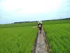 無洗玄米 農薬・化学肥料７割カット コシヒカリ 伊三郎 5Ｋｇ