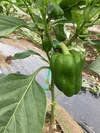 <3種類の野菜セット！>まっつん農園の露地ナスと白ナス、ピーマンのセット！