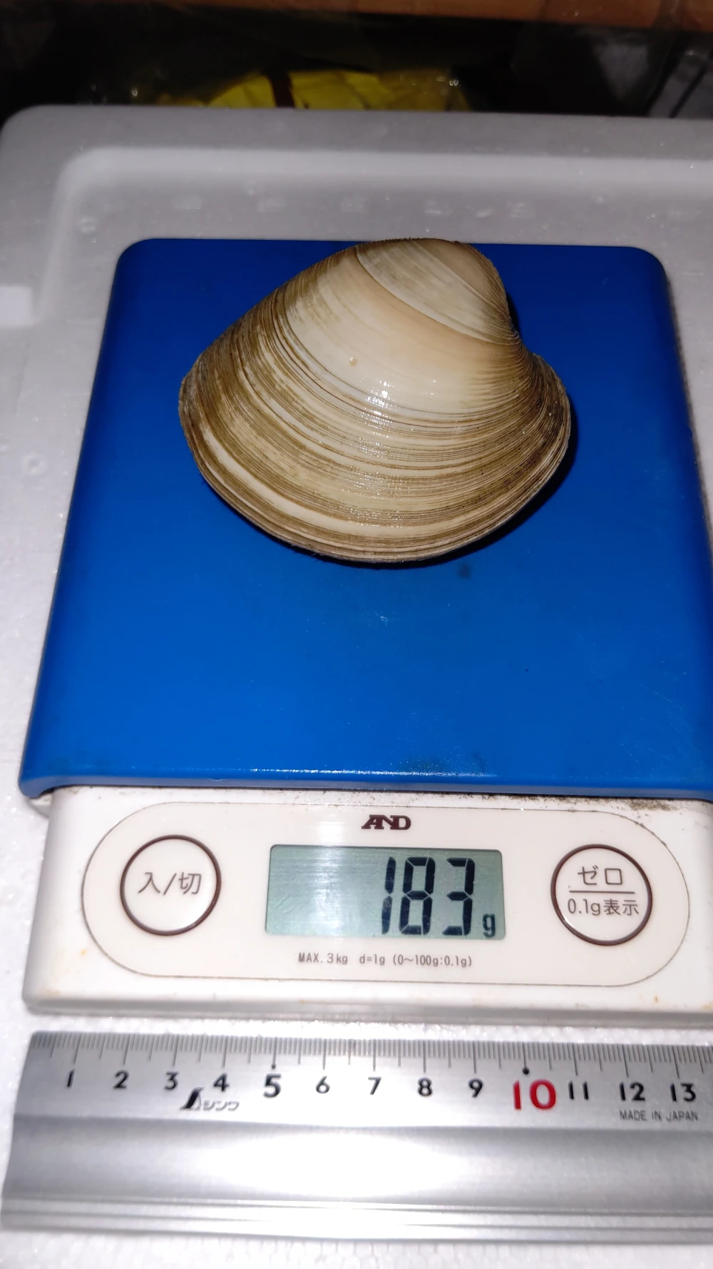 船橋三番瀬産ホンビノス貝2Lサイズ(1個181～220g)