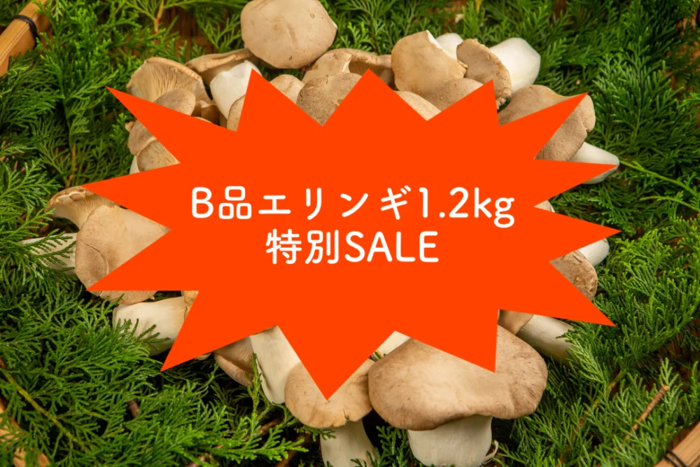 特別セール　農家直送！B品エリンギ1.2kg