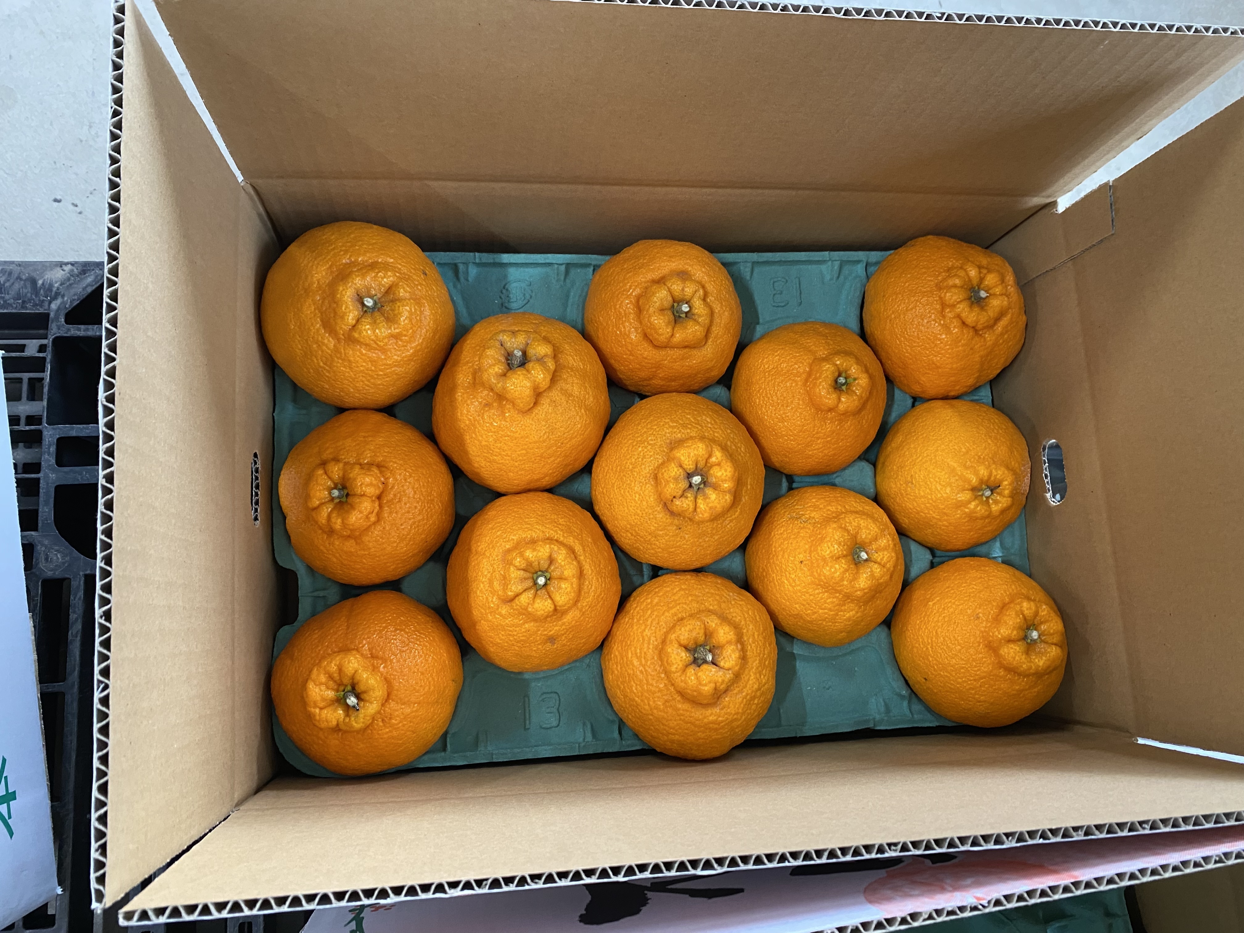 不知火 農薬不使用 約6,3キロ 熊本県産 産地直送 柑橘類 柑橘 しらぬい