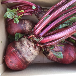 たっぷり大容量‼️無選別秋冬ビーツ