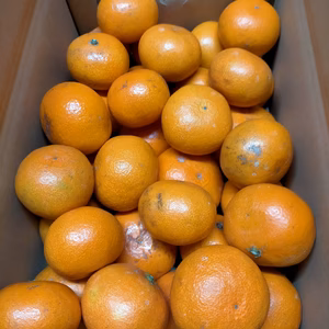 もうすぐ終わり、今しか食べれない極早生みかん！！