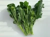 【期間限定】今が旬の希少野菜！キューサイファーム島根の「ケール花芽」1㎏
