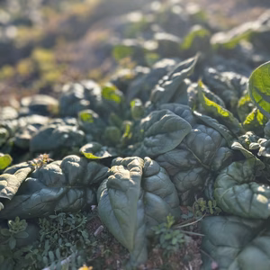 砂糖いらずの甘さ 群馬の寒締めちぢみほうれん草