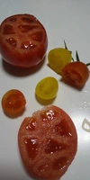 【今、食べてほしい100%純桃太郎】レベチトマトとミニトマトのセット2キロ箱詰め