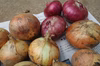 減農薬　新タマネギ  赤白　合計2ｋｇ程度　お徳用　甘み　旨みたっぷり