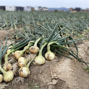 【産地直送】数量限定‼️淡路島新玉ねぎ/たけっち玉ねぎ