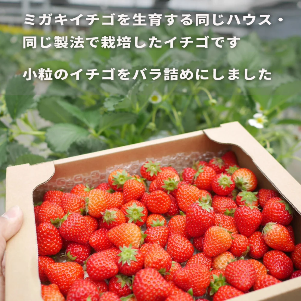 【訳あり特価品】ボリュームたっぷり！完熟小粒イチゴ 780ｇ×6箱