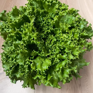 高原で育ったグリーンリーフセット（5個）
