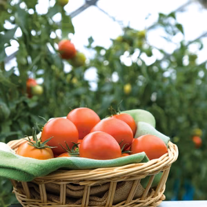 熊本県産　超高糖度☆フルーツトマト　綾トマト