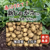 新じゃがいも(ニシユタカ)　無農薬　掘りたて5kg SSサイズ(ピンポン玉)