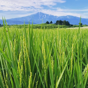ひの米　あきたこまち【精米】