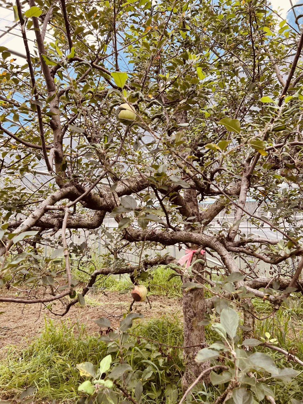 20年前から変わらないレシピの果樹園オリジナルアップルパイ