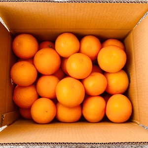 濃い味サッパリあまーーい完熟木成り紅八朔（はっさく）