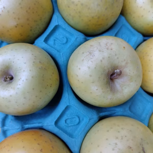 変わった名前（藤原ロマン）　5キロ　　食べきりサイズ