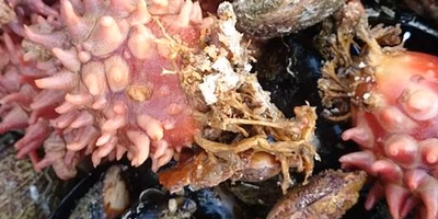 全部売れない副産物たち。漁師がありがたくいただきます。