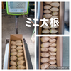 【訳あり】皮ごと食べれる、ミニ大根