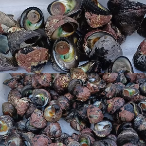 日向灘細島獲れ天然ミナ・天然ミナ（大）セット