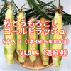 (最後お一人様)とうもろこし【ゴールドラッシュ】5本入り（1本300〜400g）