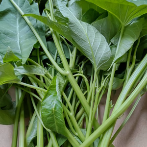 【期間・数量限定】急な寒さにもまだまだ元気な空芯菜800グラム