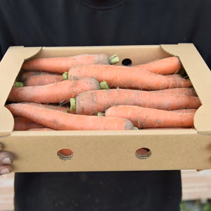 有機JASにんじん 約1.4㎏　※栽培期間中農薬＆除草剤＆化学肥料不使用※