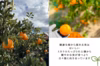 大三島のネーブルオレンジ【ご家庭用・防腐剤フリー⭐︎】