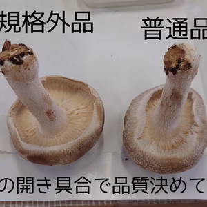 いわゆる規格外品です。(開き・奇形)