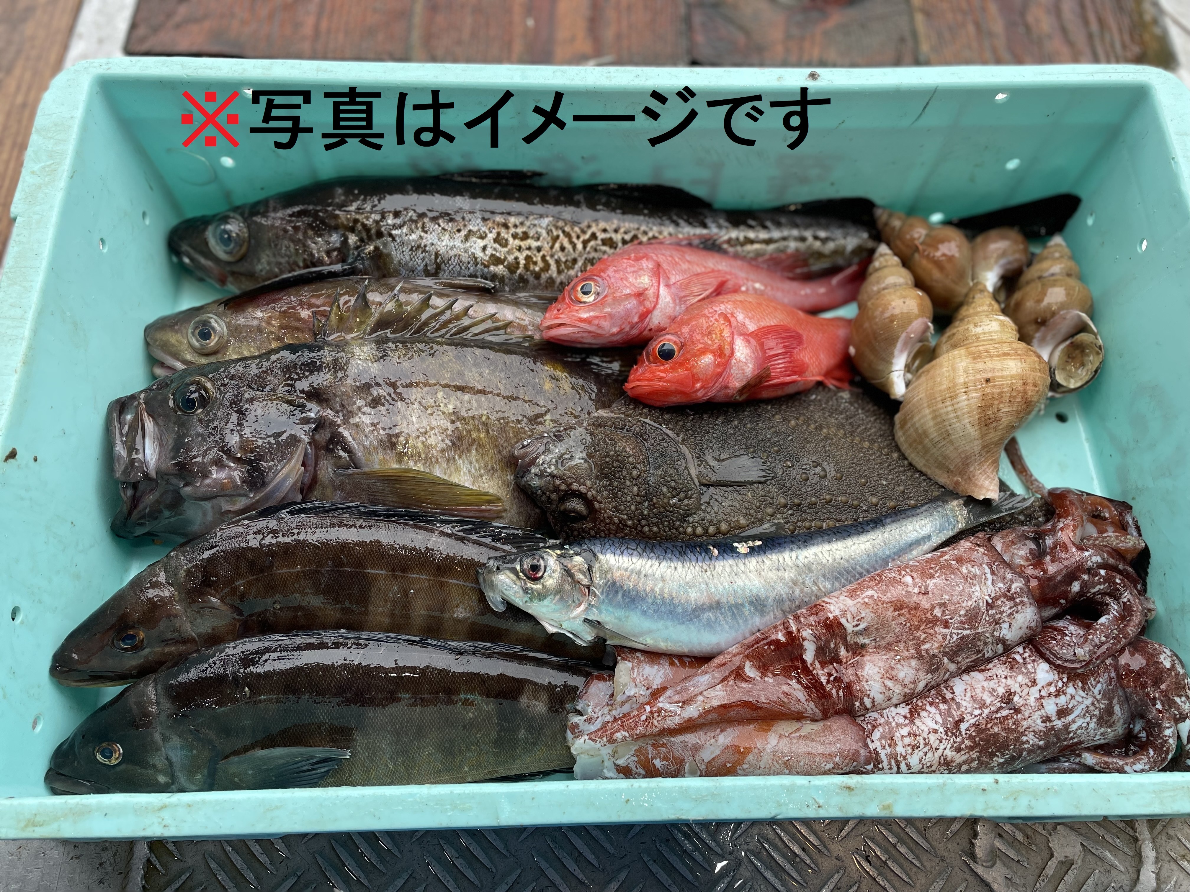 竹【知床羅臼直送】船頭にお任せ！鮮魚ボックス（詰め合わせ）｜魚介類