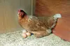 ［お試し］発酵ベッドでホカホカしあわせ鶏の平飼有精卵20個「ほんまの卵」