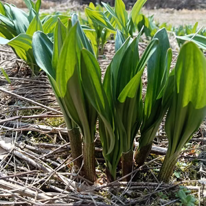 完売ありがとうございました！1キロ【太い行者にんにく】やわらか若葉(1キロ)