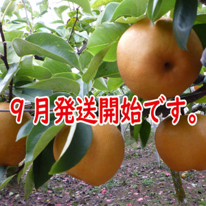 完熟果汁滴る！豊水梨８～９個入り朝どれ当日出荷！金沢市ブランド認証農作物