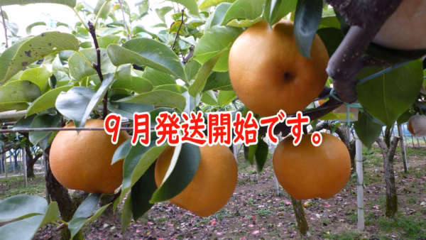 完熟果汁滴る！豊水梨８～９個入り朝どれ当日出荷！金沢市ブランド認証農作物