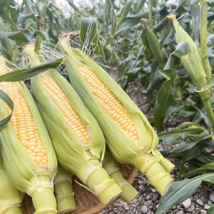 【期間・数量限定】早朝採り！甘みの詰まった新鮮とうもろこし