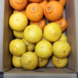 　2種家庭Ａ品　【不知火・はるか】箱込み4.5/9