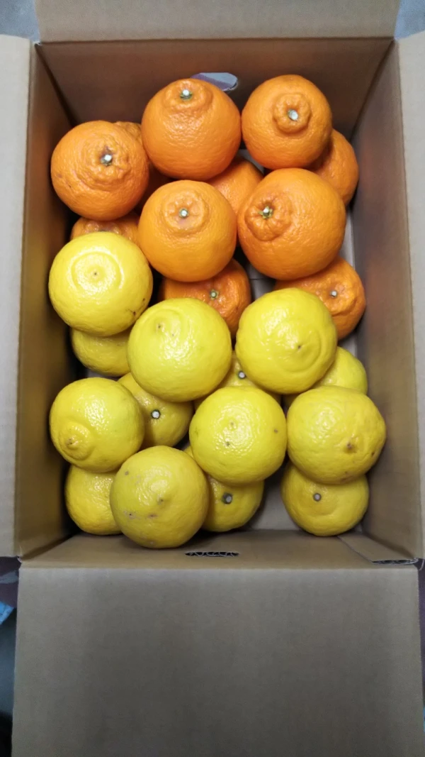 柑橘2種味比べ【はるか・不知火】家庭用Ａ品　箱込み4.5キロ