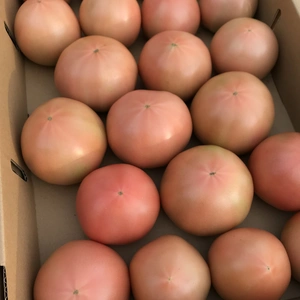 【2箱セット】大小さまざま 大玉トマト4kg 20玉前後