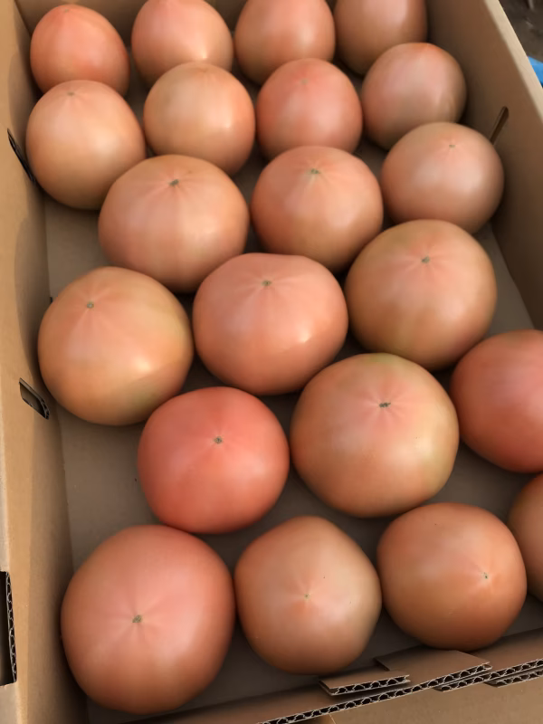 【2箱セット】大小さまざま 大玉トマト4kg 20玉前後